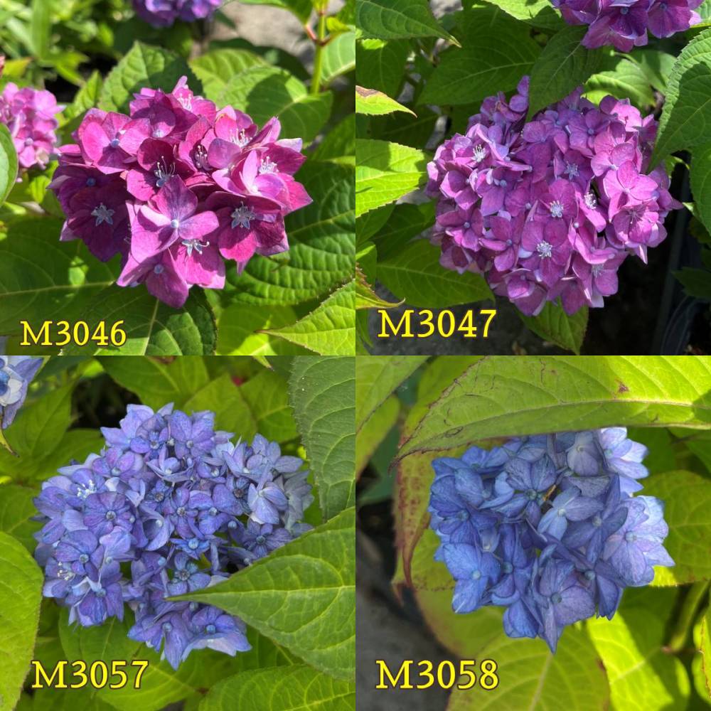 【選べる現品発送】【屋外管理苗・自然開花株】アジサイ（紫陽花、あじさい） テテテマリ　6号苗（b02-2）のサムネイル