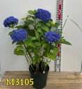 【自然開花・現品発送】【屋外管理苗】アジサイ(紫陽花) ゴキゲンヨウ 6号大苗「M3105」