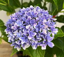 【現品発送・自然開花】【屋外管理苗】アジサイ(紫陽花・あじさい) 響(ヒビキ)ブルー 6号鉢植え「M3158」
