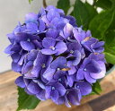 【現品発送・花終わり】【屋外管理苗】アジサイ(紫陽花、あじさい) ブルーサンセット 5号苗「M3166」