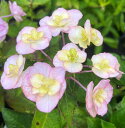 【屋外管理苗】【自然開花】アジサイ(紫陽花、あじさい) スターポップ 5号鉢植え