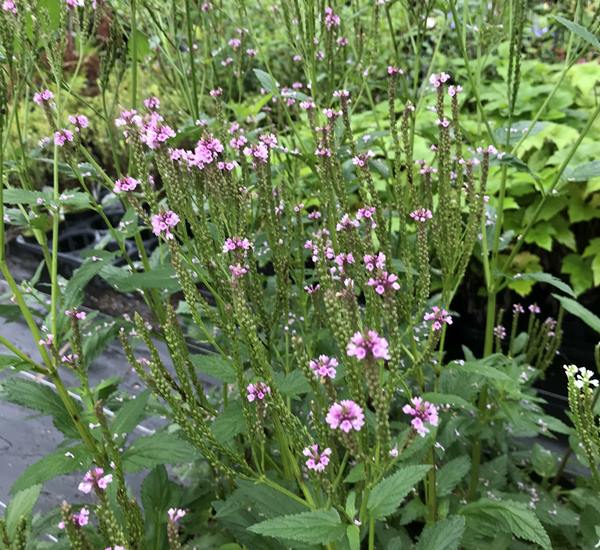 宿根バーベナ　ハスタータ　ピンクスパイヤー　4号苗（e04）のサムネイル