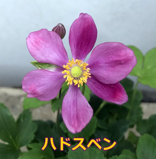 【選べる2種】秋明菊　ピンク系　3.5号ポット苗(J1)