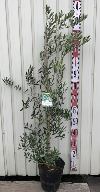 【人気の品種で選ぶ】オリーブの木 苗木　8号ポット植え「樹高約1.2m」 rのサムネイル