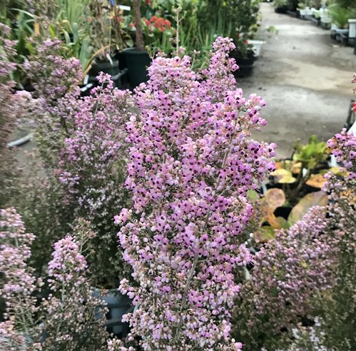 ジャノメエリカ　5号Hタイプ（f13）のサムネイル