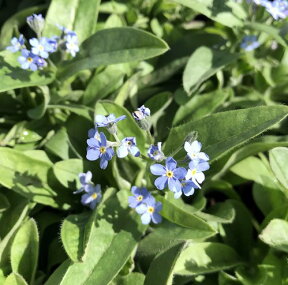 色で選ぶ【10個セット】忘れな草（ワスレナグサ）　3号苗★季節の花苗