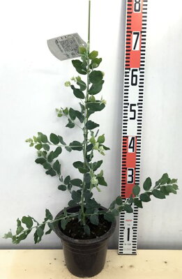 アカシアの木 ミモザが人気の種類 花 育て方 剪定のコツも解説します アカシアの木 ミモザが人気の種類 花 育て方 剪定のコツも解説します