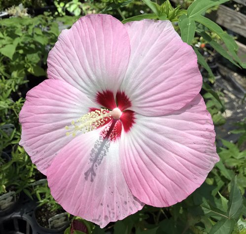 タイタンビカス イリス(ピンク花系)　3.5号苗（J03-8）のサムネイル