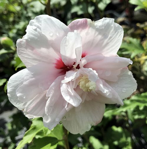 ムクゲピンク八重6号苗木