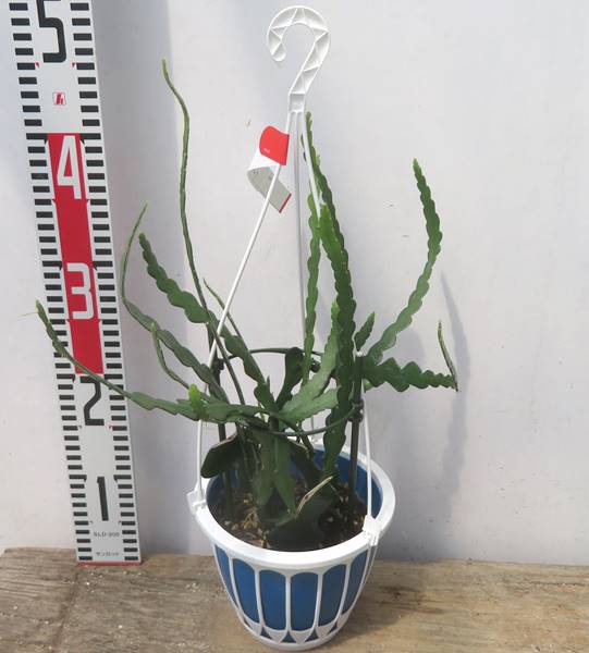 孔雀サボテン　月下美人　’ハクビクジャク’苗 5号吊り鉢苗()のサムネイル