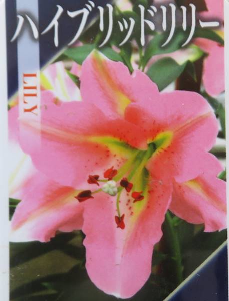 ハイブリッドリリー（ピンク）　3.5号ポット苗()のサムネイル