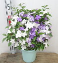 ニオイバンマツリ ブルームーン 6号鉢植え(ムーン仕立て)