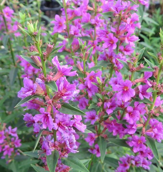 ミソハギ苗　紫花　3.5号苗(e01)