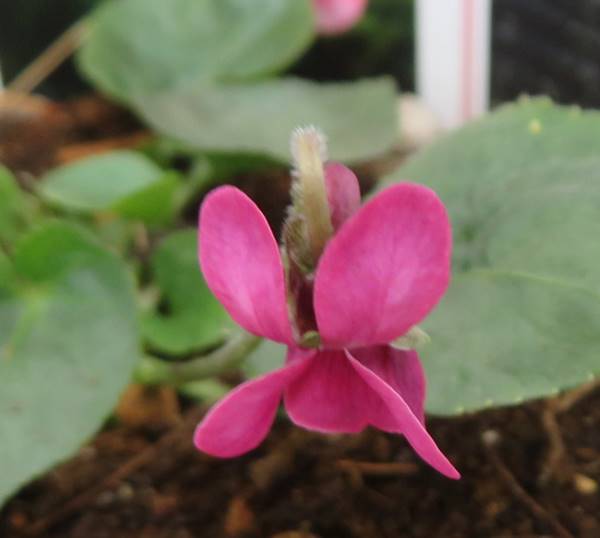 ニオイスミレ　アニー　（赤系一重咲き）3号苗(h02)のサムネイル