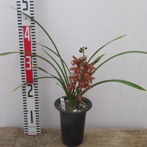 斑入り金稜辺（フイリキンリョウヘン）常盤錦（トキワニシキ）4号鉢植え(h41)