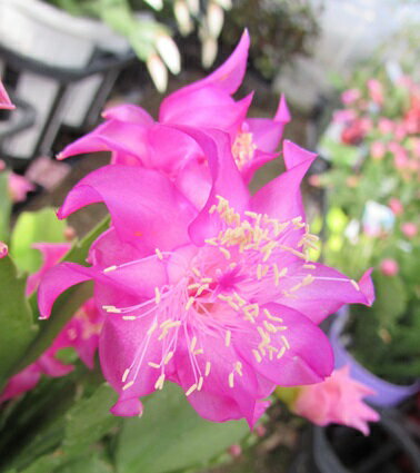 バラ咲きシャコバサボテン「蝦蛄葉サボテン」ピンクローズ　3.5号鉢