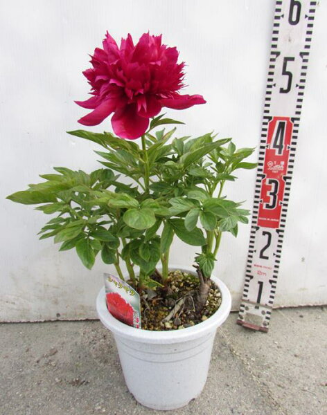 芍薬 苗 みんな探してる人気モノ 芍薬 苗 芍薬 苗 みんな探してる人気モノ 芍薬 苗