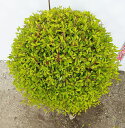 【選べる現品】ドウダンツツジ 玉仕立て《花、紅葉が美しい庭木 苗木》