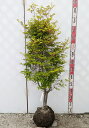 【現品発送】ドウダンツツジ 苗木 W40cm×D40cm×H110cm D1102《花、紅葉が美しい庭木》