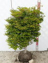 【現品】ドウダンツツジ 苗木 W60cm×D50cm×H90cm R713《花、紅葉が美しい庭木》