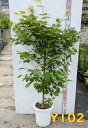 【現品】モミジ サツキベニ(皐月紅) 9号鉢植え 苗木