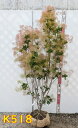 【現品】スモークツリー 苗木 ピンク(桃色)系 樹高1.5m K518【落葉後発送】