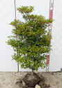 【現品】ドウダンツツジ 苗木 W50cm×D40cm×H100cm V1127《花、紅葉が美しい庭木》