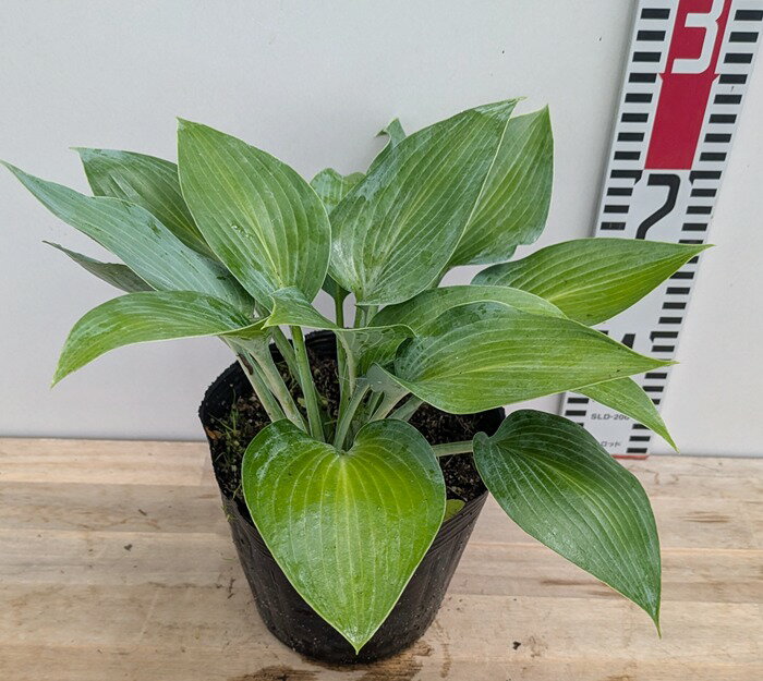 ギボウシ　カナディアンブルー　5号苗