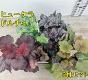 ヒューケラ(ツボサンゴ)ドルチェシリーズ 5種セット(5株セット) 3.5号苗【フローズンマスカット、メープルファッジ、チェリーコンポート、シルバーデューク、スウィートプリンセス】