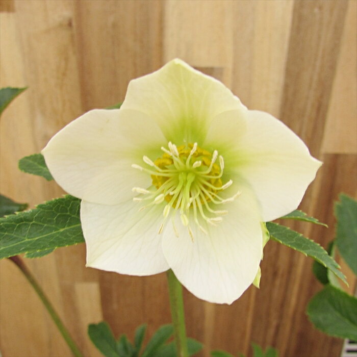 クリスマスローズ Freeda(フリーダ)　シングル咲き　多花性　ホワイト系　5号スリット鉢植え　898