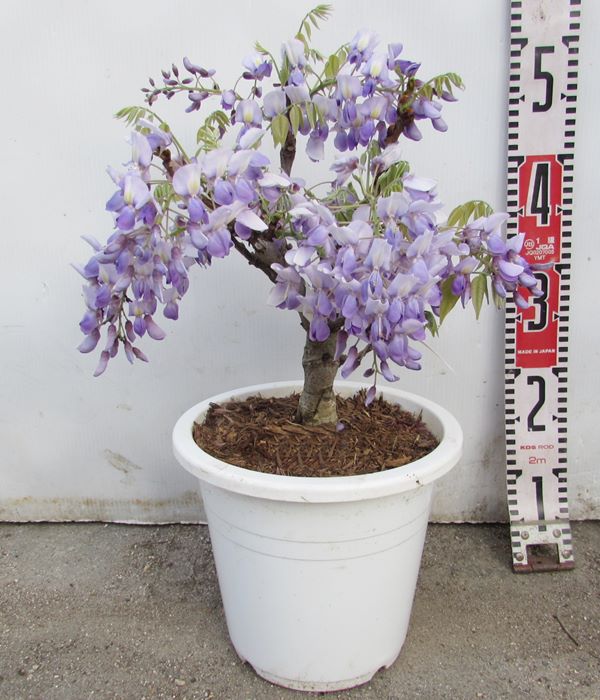 花藤（ハナフジ）苗木　紫花　7号 【藤　藤の花　藤の木】(y11)のサムネイル