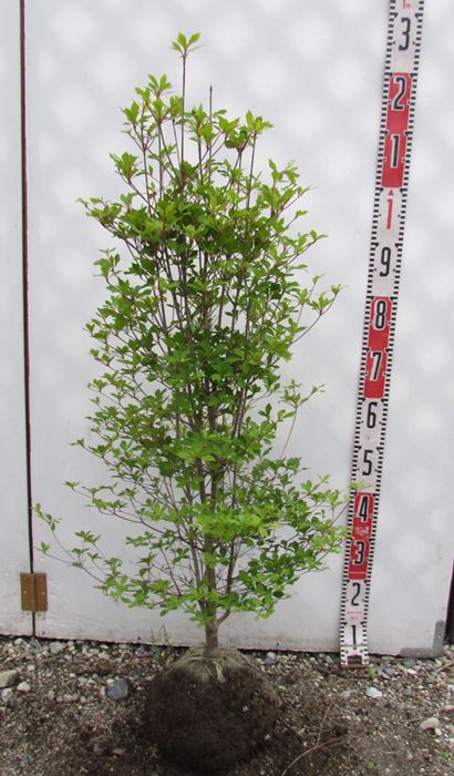 ドウダンツツジ　苗木 　樹高約80cm 《根巻き苗、花、紅葉が美しい庭木、鉢植えなどに》