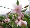 【選べる現品発送】枝垂れエゴノキ（シダレエゴノキ）　ピンク花　苗木　樹高80cm