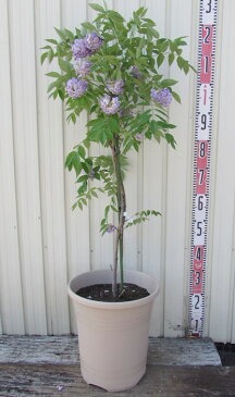 アメリカフジ アメジストフォール 大苗 10号鉢植え