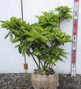 【現品】斑入り青木(フイリアオキ)　大株　W70cmH60cm　51635r【苗木　植木　庭木】