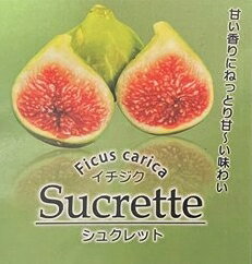 写真は見本品です。 苗木は24年2月23日に　入荷しました。 状態は季節によって変化いたします。242c-u シュクレット 甘い香りとねっとりした甘さが味わい深いイチジク。 緑色の果皮に、淡紅色の果実。イチジク　シュクレット （分類）イチジク属フィカス属の落葉中低木 （原産）フランス （学名）Figuier Longue d’Aout （収穫期）8月～9月 （栽培適地）関東地方以南 果実は小さめですが非常に甘さ際立つイチジクです。高糖度でなめらかな肉質で完熟させるとバナナのような甘い香りがします。高温多湿に強く日本でも栽培しやすい品種です。 イチヂクのサイズは30～40g。粘質で緻密な果肉は高糖度（最高糖度23度）で、とろけるような舌触りが好まれます。 フランス南部の比較的暖かい地方で栽培されます。 樹勢は中程度で，樹姿はコンパクトで鉢植えや街で育てることもできます。 ドーフィンと比べて甘みは抜群に強いのですが皮は黄緑色で果実は小さいので見劣りがし、外見ではおいしそうには見えない。つまり商品価値が小さいので食品として果実は市場に出回らないと思います。 自分で栽培しないと味わえない品種です。 栽培 用土は、石灰を施し、植え穴は直径1m深さ30cm程度として、下に堆肥を10kg程度入れ、その上に苗を置き、土と堆肥、そして元肥として窒素50g、リン酸30g、カリ30 g程度をよく混同したもので覆土します。 肥料は、乾燥鳥糞や油粕などの有機質肥料を、枝の広がりの範囲内の土が薄く覆われる程度にまいて軽く土と混ぜ合わせます。中性土壌を好む植物なので毎年石灰を施すとよいでしょう。 イチヂクは葉が大きいので大変多くの水を必要とします。 特に夏の乾燥時に水不足にしないことが大切で、実の生育が止まり収穫量が少なくなってしまいます。 病害虫 イチヂクの大敵はテッポウムシと呼ばれるカミキリムシの幼虫で、幹の内部を食い荒らし、大きい被害を与えます。 テッポウムシ退治にはノズルがついているので 「こちら」 が便利です。 また、成虫は早朝、葉の上にいることが多いので木を揺すると下に落ちるので捕殺します。 被害を受けてからではなく、予防をしておくのが大変効果的です。当店で販売しています「グリプロ」を木全体に刷毛で塗っておくと3年くらいは効果が持続します。塗る場所は根元から太い軸のすべてに塗ってください。詳しくは「グリプロ」のページをご覧ください。 (実をたくさん付けるには) 夏果を収穫するには、一年生枝の先端部に花芽がついているので枝を切らないようにします。 また、秋果は新穂が生育するにしたがって葉の付け根に順次実をつけていくのですが、ある大きさまでは順調に育ち途中で一休みして再び生育して成熟します。 この一休みする時期に水が不足すると落果しますから、水切れを起こさない場所に植えるか、水やりや敷き藁をするなどで水切れささない事が大切です。