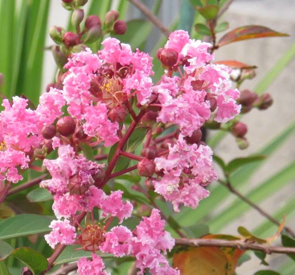 サルスベリ(百日紅) ピンキースノー 苗木 6号