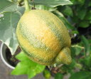 【選べる現品発送】斑入りレモンの木　ピンクレモネード（檸檬）果樹　8号フレグラー鉢植え　苗木