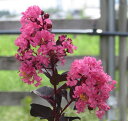 写真は見本品です。 苗木の写真は23年9月11日に撮影しました。 季節によって状態は変化します。235d-u ■シェルピンク 黒い葉に対してコーラルピンクの花が美しい品種です。咲き進むにつれて色合いは多少変化していきます。サルスベリ ブラックパール　シェルピンク 【分類】ミソハギ科サルスベリ属の落葉中低木 【学名】Lythraceae indica 【別名】百日紅＝ヒャクジツコウ 【原産】改良種(中国原産) 【用途】庭植え、鉢植え 【開花期】7月～9月 【成木】2m～3.5m 【栽培適地】東北地方以南 【ゾーン】6～9 葉は真っ白な花とよく対照的な真の黒です。 とても黒みの強い葉を春〜秋まで長い期間楽しめます。 このシリーズの葉はほとんど黒で、とても深い着色です。 また、葉の病気に対する抵抗力が高い品種から育てられているので、うどんこ病耐病性があります。日本の高温多湿の気候のせいかウドンコ病がまれに発生することがありますが、従来のサルスベリのように全体に広がることはほとんどありません。 ブラックパール　シェルピンクは中型の性質で、高さは2～3.5mで、立性開帳性の樹形になります。 剪定は従来のサルスベリと同様に、冬の終わりに強く切ることでお好みの大きさに保つことができますが、一般的には軽くカットするだけで、自然な外観になります。