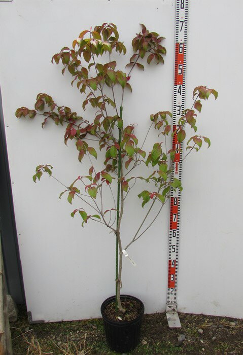 【現品】常緑山法師（常緑ヤマボウシ）　赤花　リトルルビー　苗木　樹高1.4m　R701