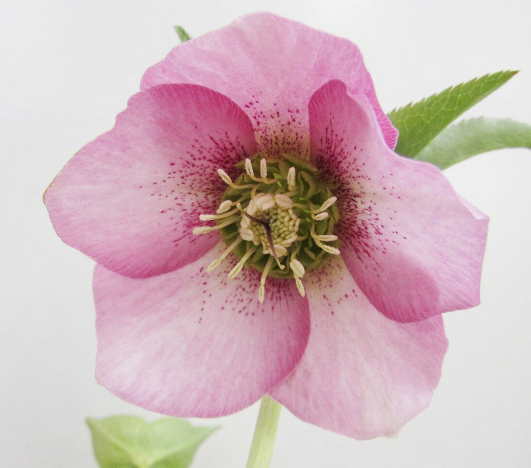 クリスマスローズ　開花見込み株　実生苗 　シングル咲き　ピンクスポット　4号ポット苗のサムネイル