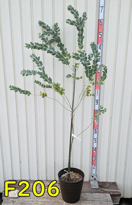 【選べる現品発送】パールアカシア ポダリリーフォリア 8号フラグラー鉢植え【ダークブラウン】