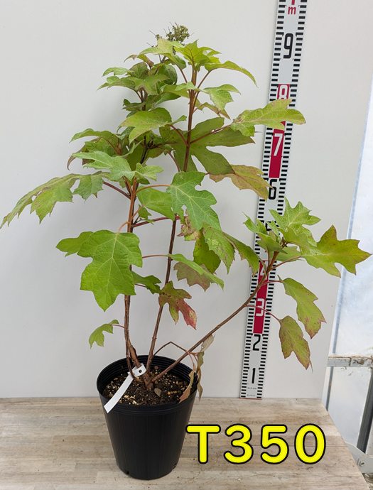 カシワバアジサイ黄金葉苗木7号