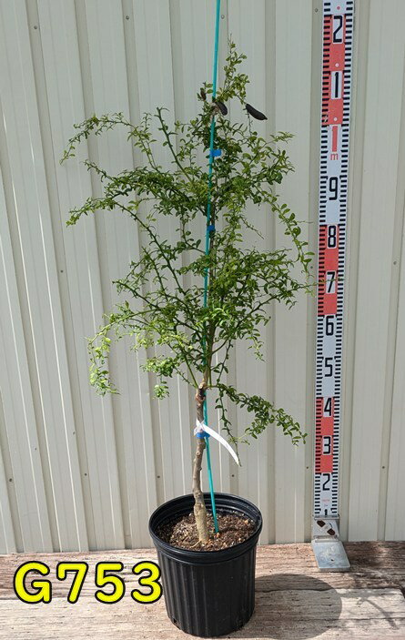 【選べる現品発送】フィンガーライム　ジュディーズエバーベアリング　8号　苗木