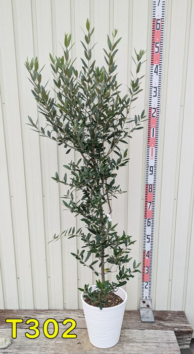 【選べる現品】オリーブの木　ひなかぜ(ヒナカゼ)　苗木　8号セラアート鉢植え