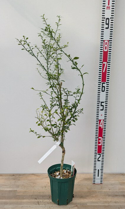 ⭐️hiromiさま専用です⭐️ キングスドリームス 三年生苗 ゆかり様 専用 ✴︎デイゴの苗木