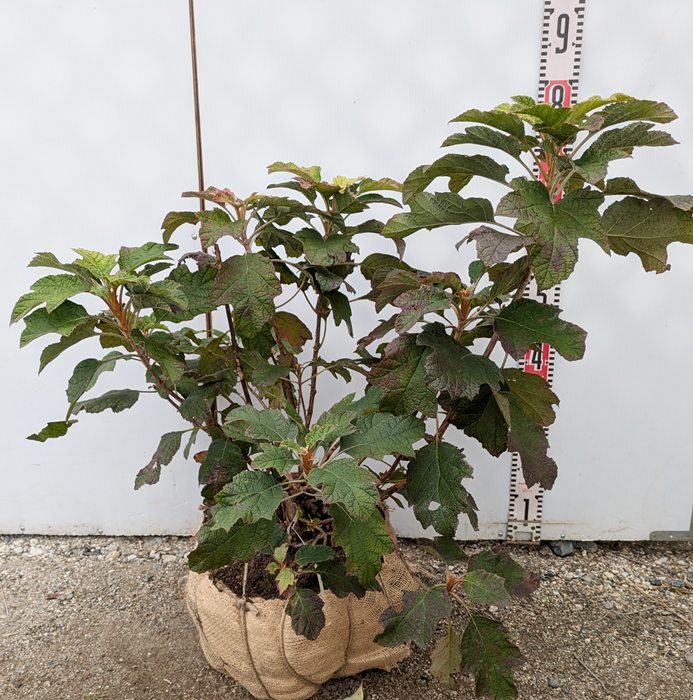 カシワバアジサイ スノーフレークの商品画像