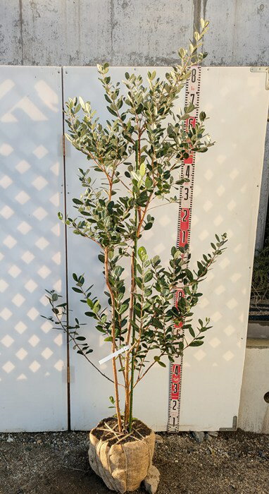 ڸʡۥե祢Ωڡġ 1.6mY252ڷ¤ξ󤻳