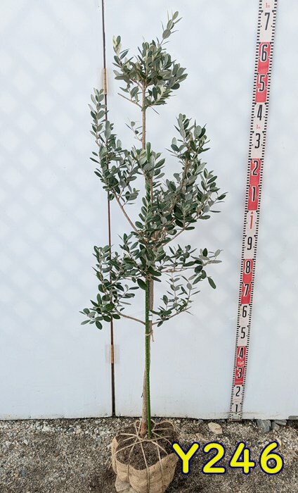 ٤븽ʡۥե祢ݥ ڡ1.3mʼ