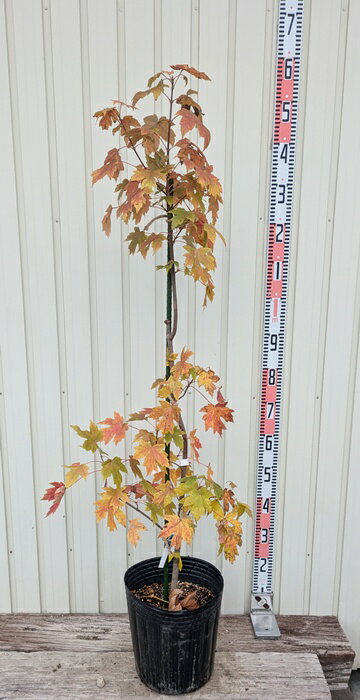 【現品発送T881】フリーマニーカエデ(楓)　オータムブリーズ　 樹高1.3m　苗木